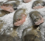 Venda de pescado com preço fixo começa hoje e contempla diversos pontos de Cuiabá