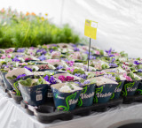 Praça Alencastro sedia a Feira Cultura, Sabor e Arte nesta sexta-feira (29) e o Festival de Flores