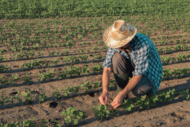 Agricultura familiar impulsiona economia gaúcha com 40% do PIB agropecuário