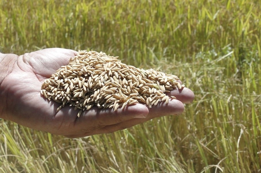 Alta no preço do arroz no Rio Grande do Sul enfrenta entraves logísticos por chuvas