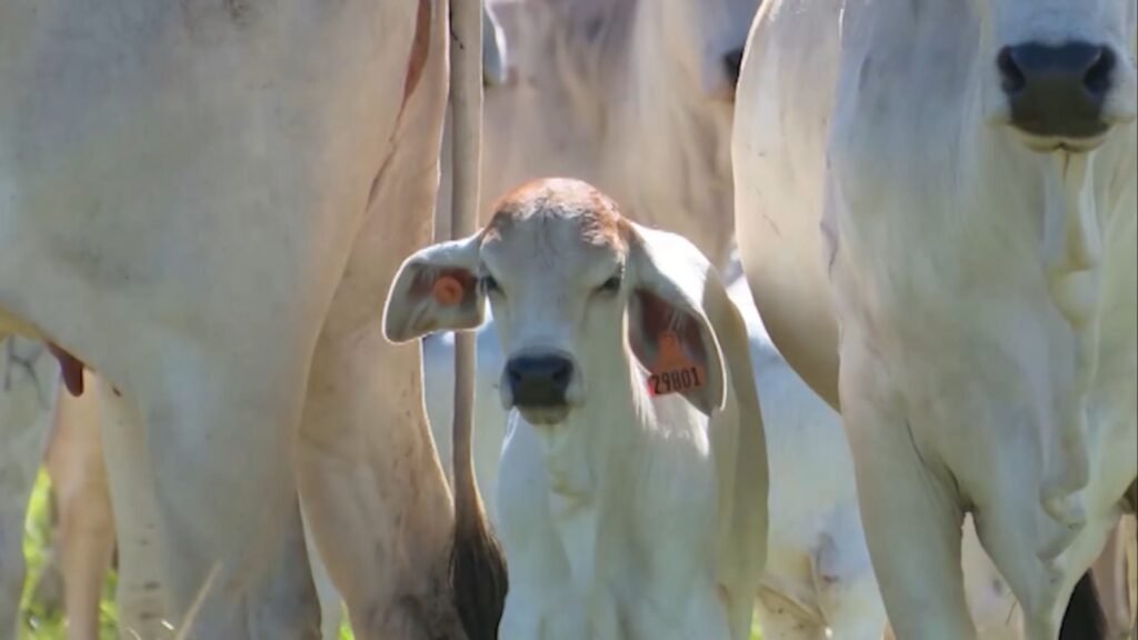 Bicheira de umbigo: estudo revela falha em antiparasitário e aponta nova solução eficaz