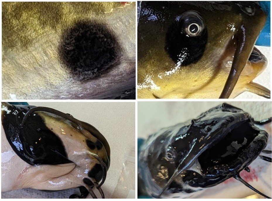 Cientistas identificam primeiro caso de câncer transmissível entre peixes