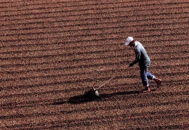 Colheita de café no Brasil atinge 78% com ritmo abaixo da média histórica