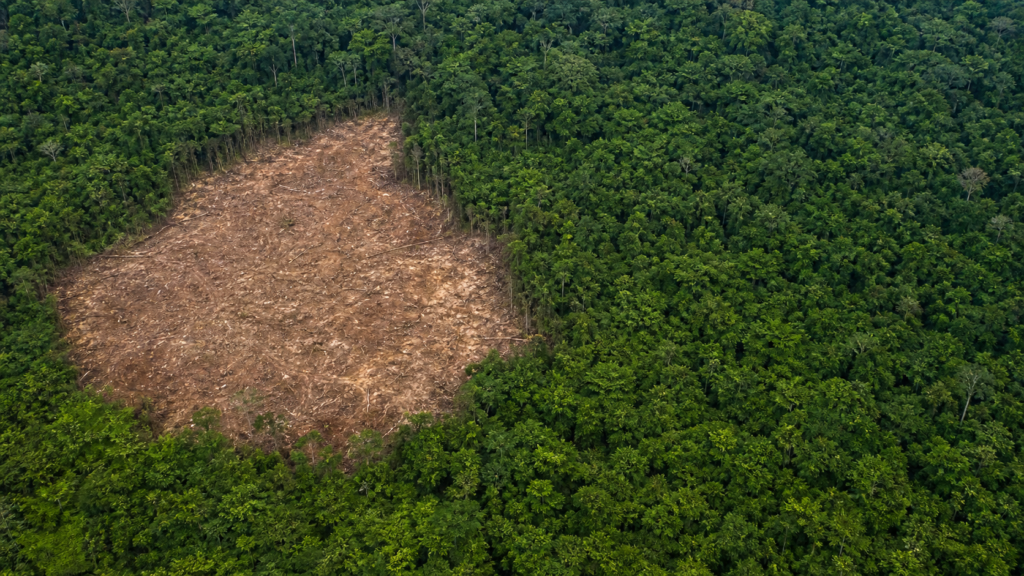 Desmatamento na Amazônia recua 10% no primeiro semestre de 2026