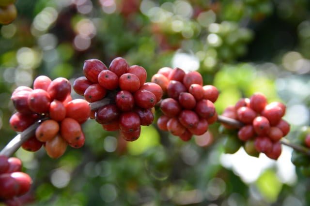 Espírito Santo inova com mostra de café conilon focada em grandes volumes comerciais