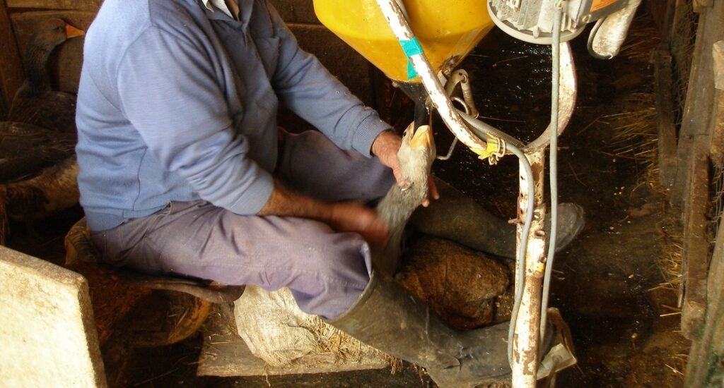 Foie gras: proibição nacional segue exemplo pioneiro de Piracicaba