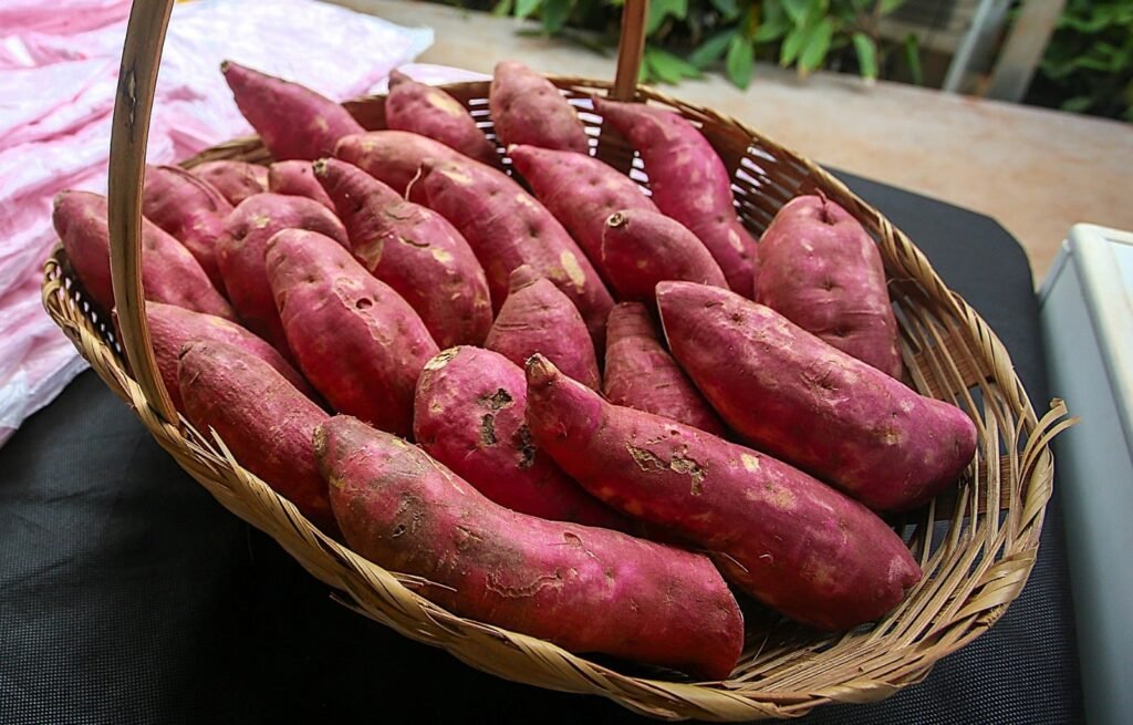 São Paulo investe em batata-doce para impulsionar produção de biocombustíveis