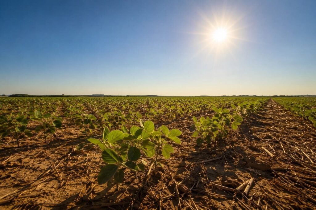 Soja em Querência mantém área plantada sob incerteza climática do El Niño