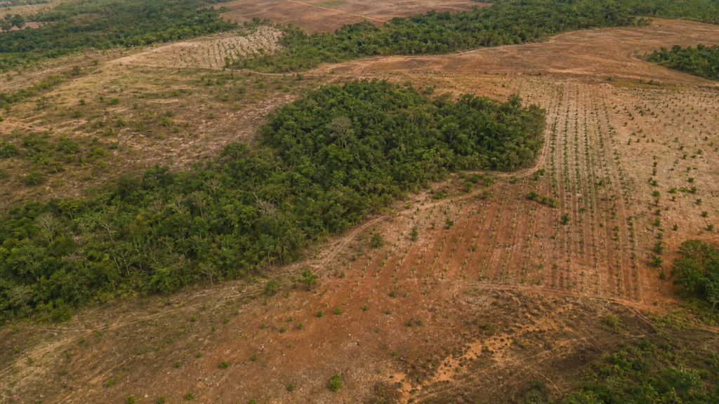 Iniciativa ambiciosa busca restaurar 600 mil hectares de vegetação nativa no Brasil