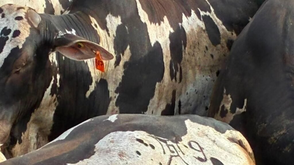 Nelore pintado atinge 19 arrobas em confinamento de Mato Grosso
