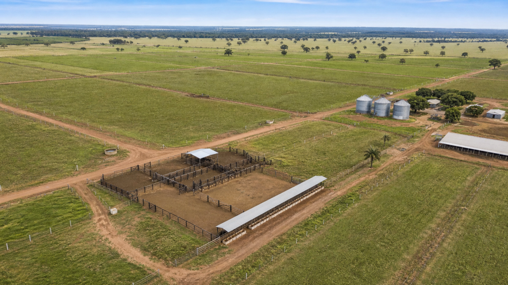 Pecuária de Mato Grosso atinge recorde de abate de animais jovens