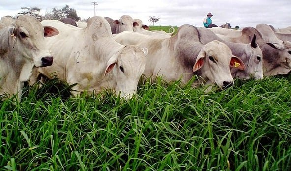 Produtividade pecuária depende da escolha estratégica de sementes para pastagens