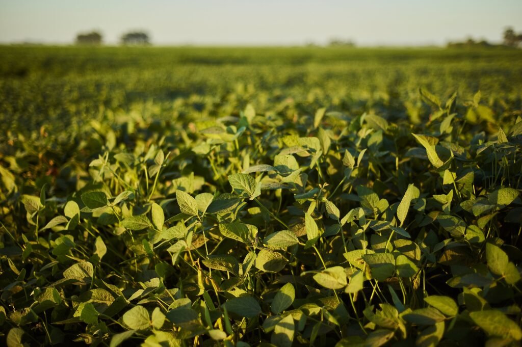 Tarifas dos EUA impõem reajuste financeiro imediato ao agronegócio brasileiro