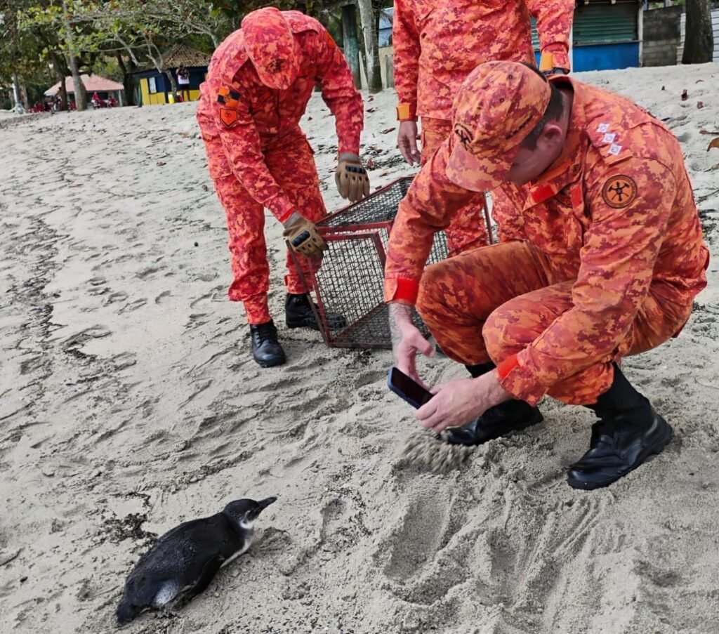 Terceiro pinguim em um mês é salvo por equipes de resgate em praia de Angra dos Reis