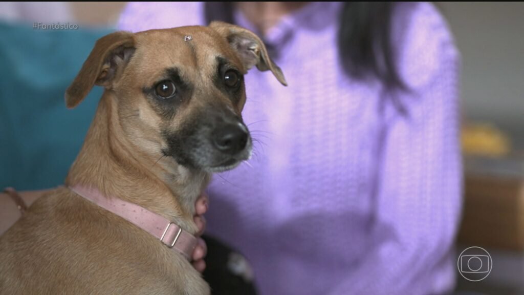 Vira-lata caramelo: o que a ciência revela sobre a genética do cão mais popular do Brasil