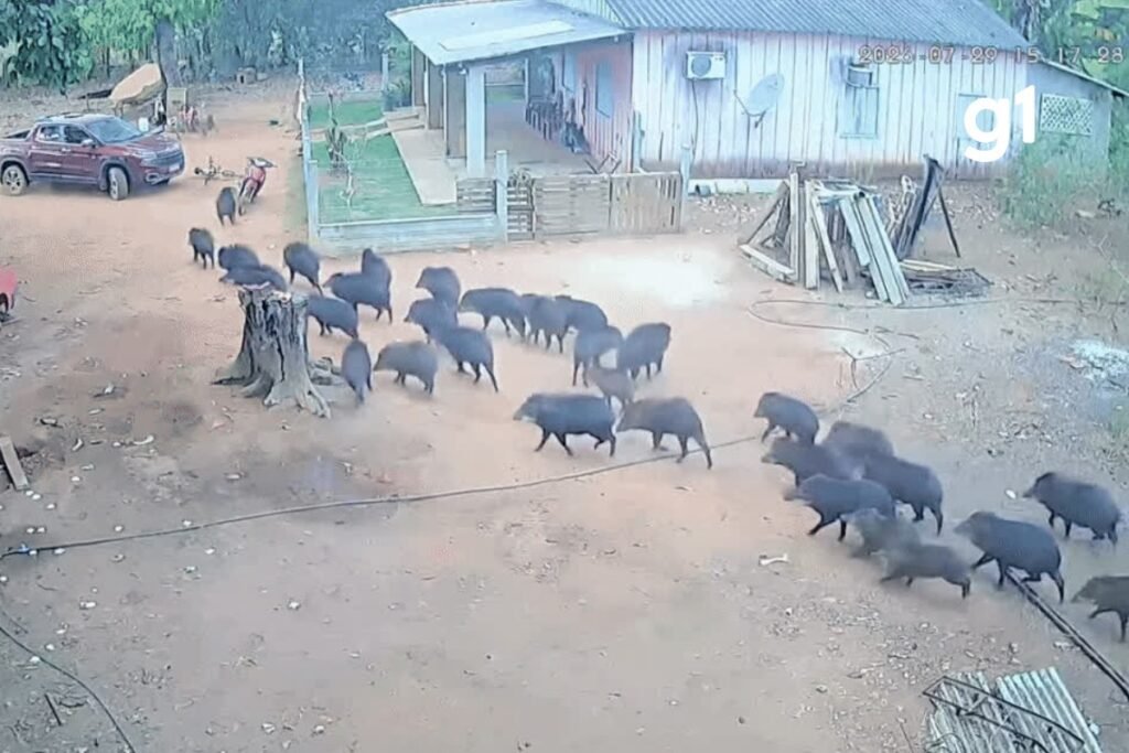Bando de queixadas invade propriedade rural e causa pânico em moradores de Mato Grosso
