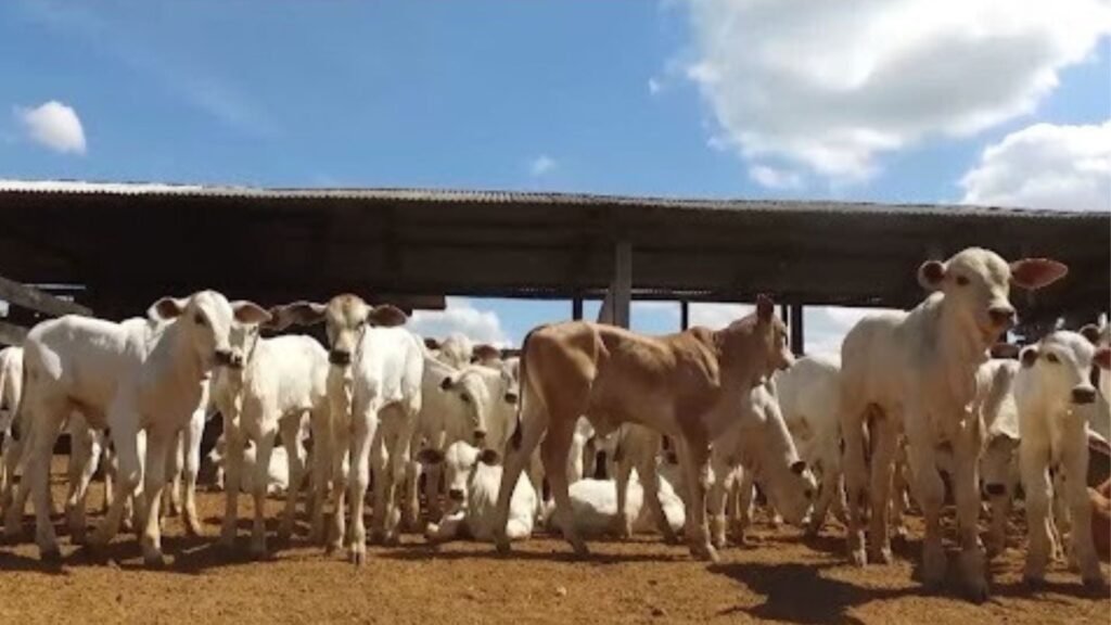 Colostragem correta reduz mortalidade de bezerros na pecuária