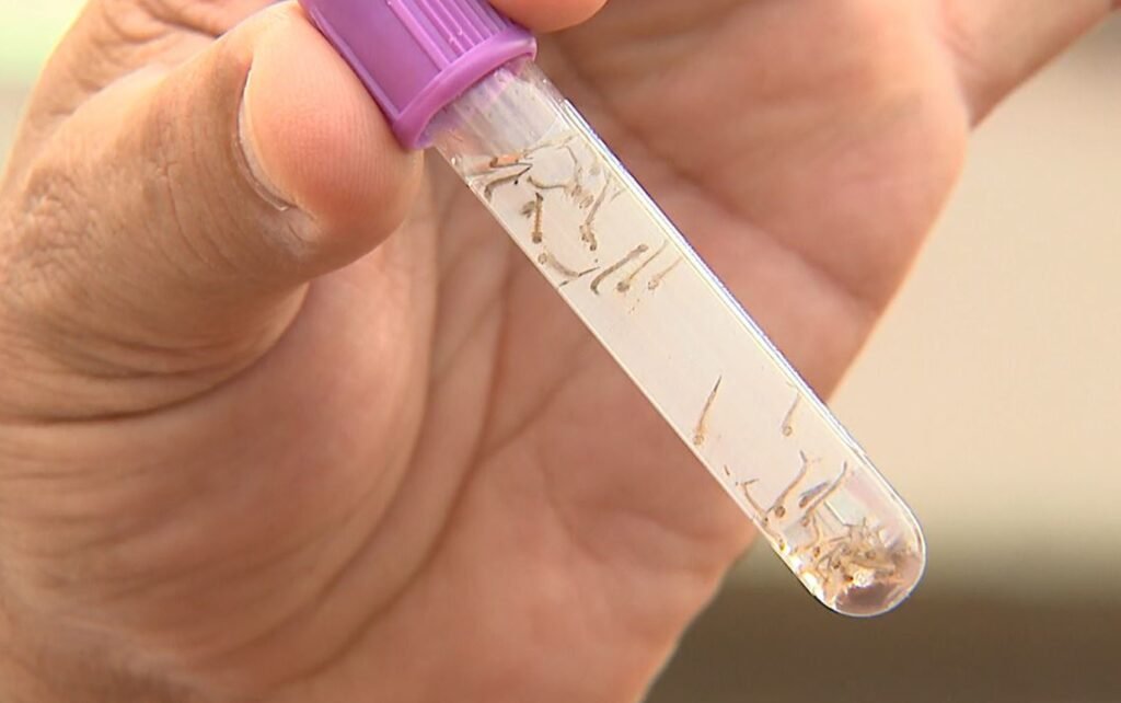 Dengue recua em Ribeirão Preto mas Franca mantém incidência cinco vezes superior
