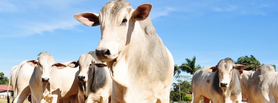Embrapa promove dia de campo sobre recuperação de pastagens em São Carlos