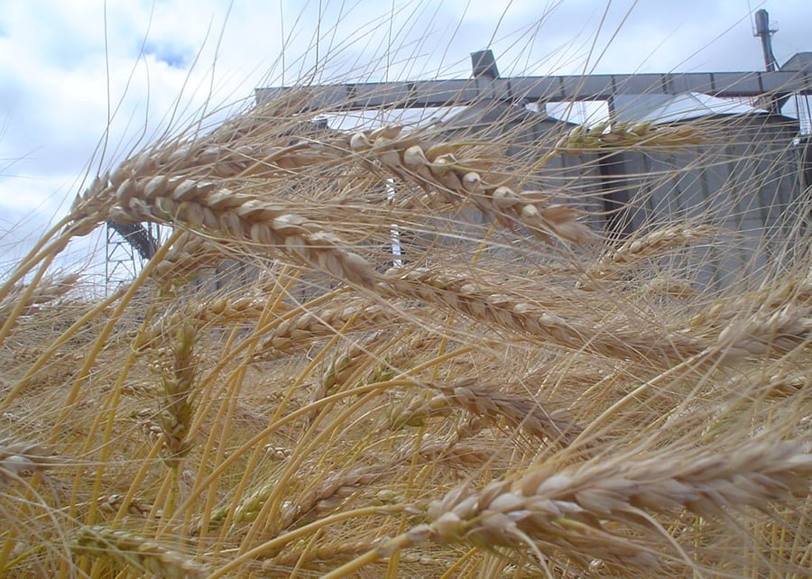 Escassez de oferta e efeitos do El Niño levam trigo paranaense ao maior valor desde agosto de 2025