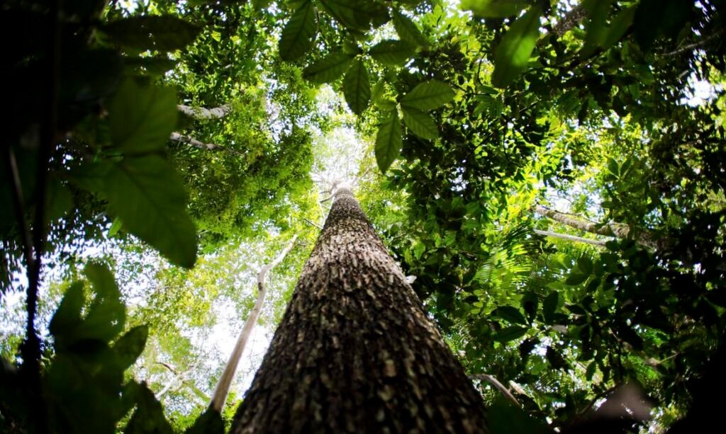 Escassez hídrica ameaça sobrevivência vegetal mais do que o aquecimento global