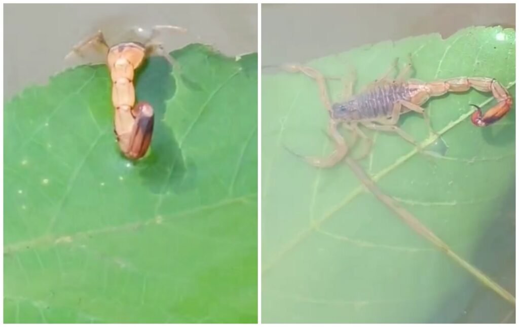 Escorpião-amarelo: a resistência subaquática e os perigos para humanos e pets