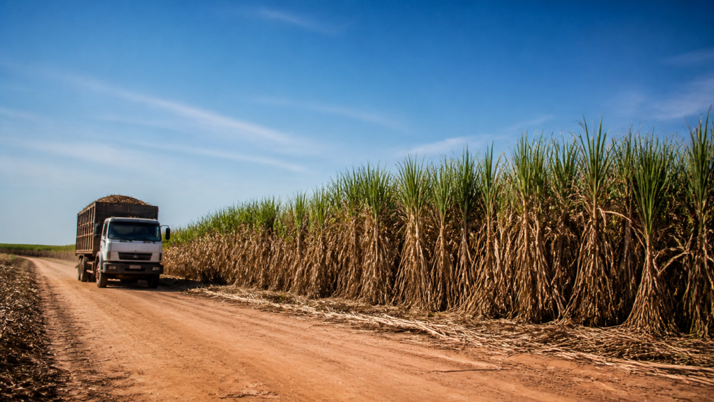 Governo federal oficializa subvenção para produtores de cana no Nordeste