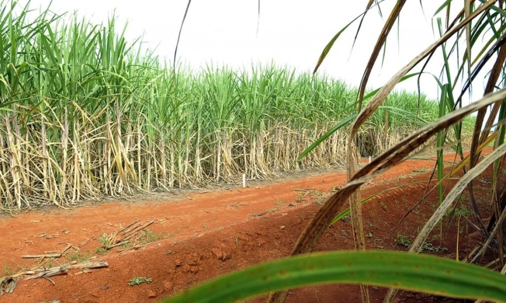 Hidrogênio verde ganha potencial com aproveitamento de resíduos agrícolas na Bahia