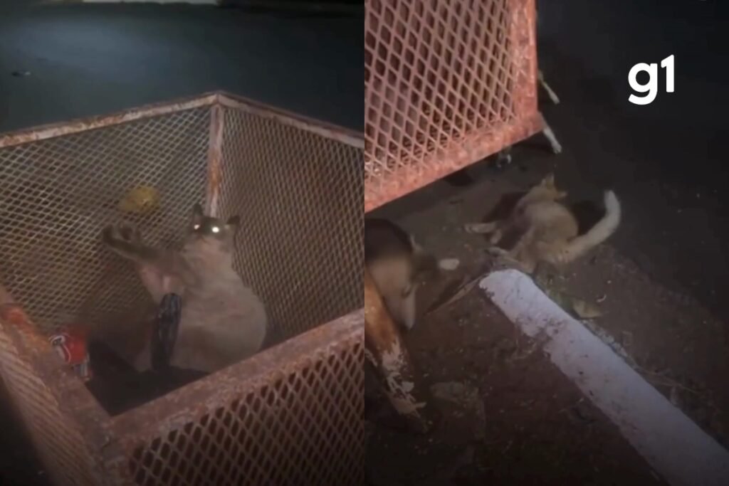 Homem é detido em Nova Mutum após gatos serem feridos por disparos de airsoft