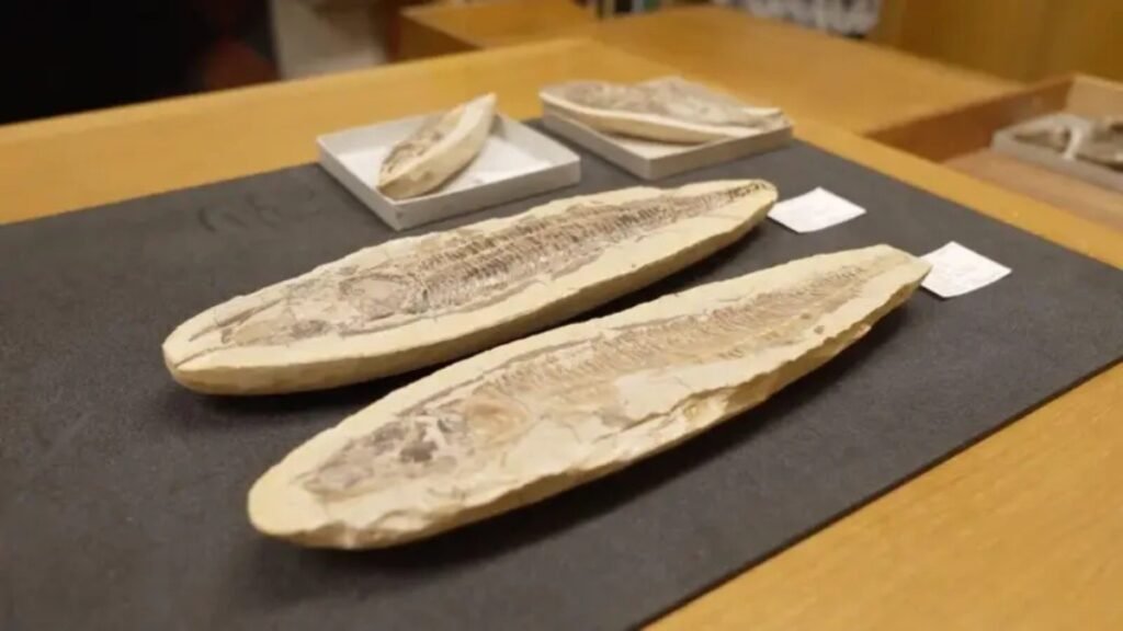 Museu de Oxford envia 62 fósseis brasileiros para recompor acervo do Museu Nacional