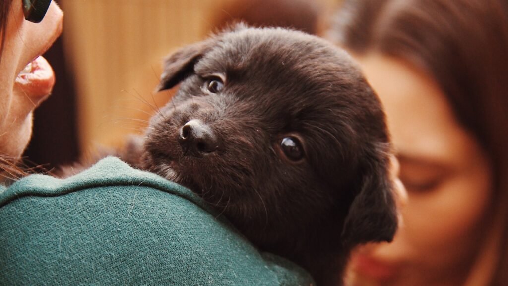 Pets influenciam a escolha de imóveis e moldam novos projetos imobiliários no Brasil