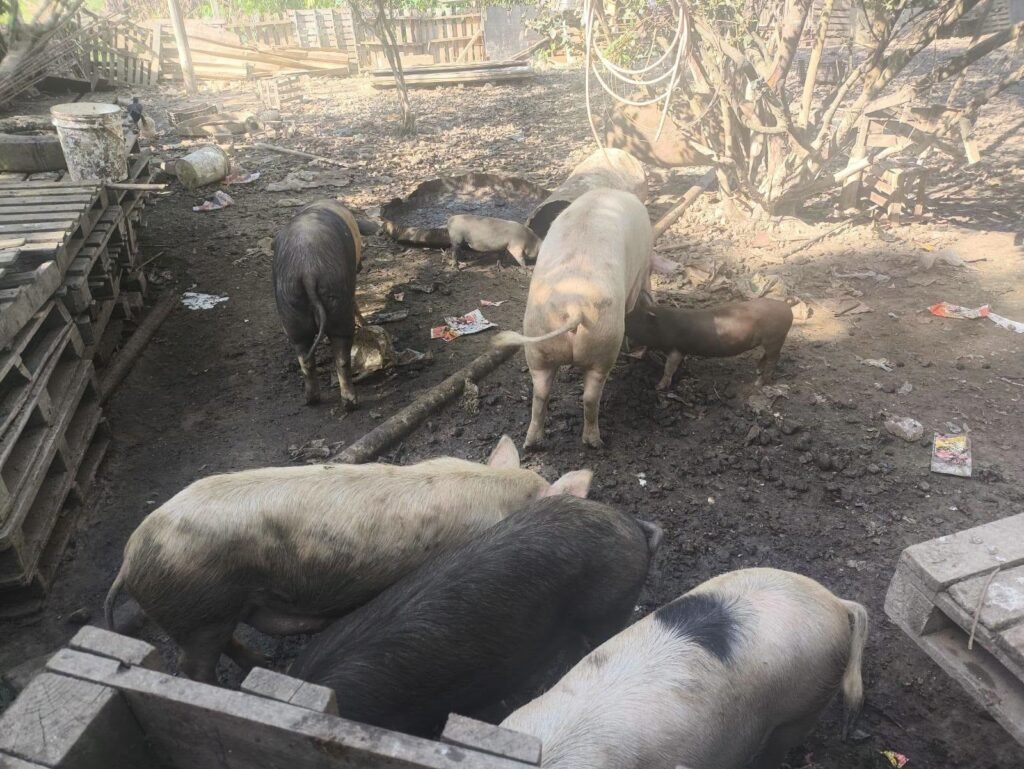 Polícia Ambiental desarticula criação clandestina de suínos em Barra do Piraí
