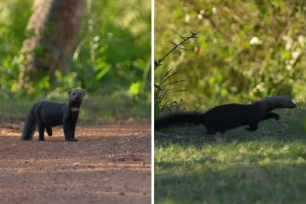 Registro raro de irara surpreende fotógrafo em expedição no Pantanal