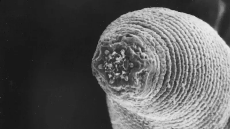 Verme-do-diabo: a descoberta que desafia os limites da vida na Terra