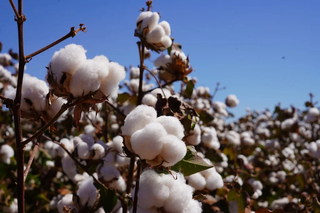 Algodão de Mato Grosso atinge 100% da colheita e impulsiona exportações brasileiras