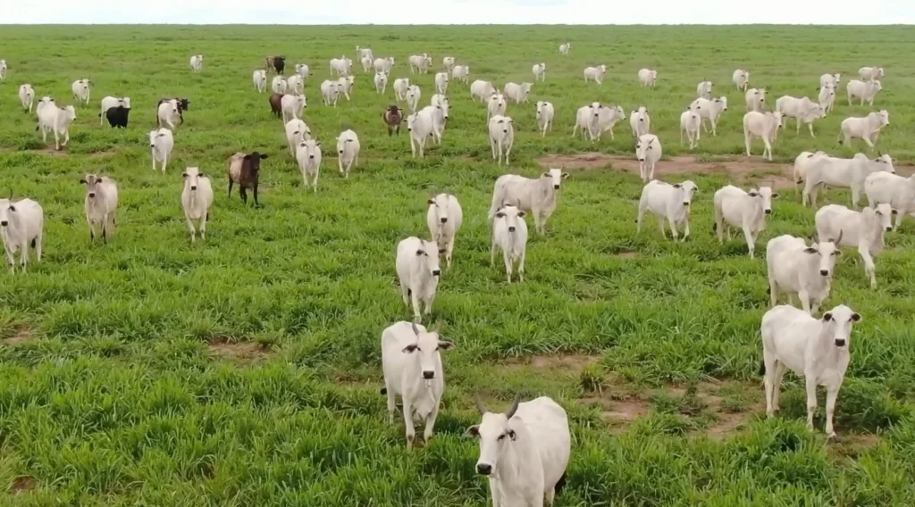 Carne bovina brasileira conquista novos espaços no mercado da Indonésia