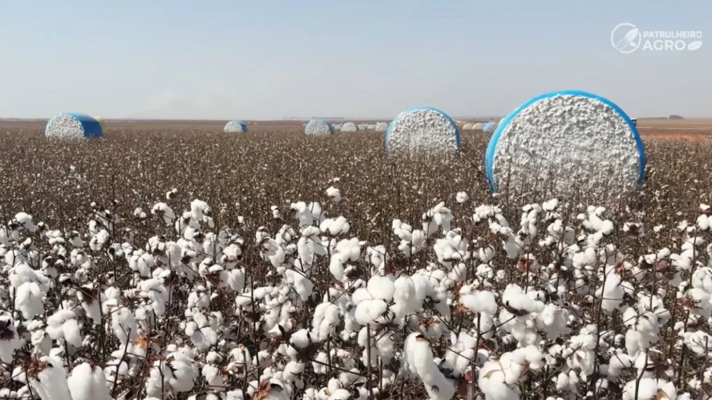 Colheita de algodão em Mato Grosso atinge reta final e impulsiona exportações brasileiras