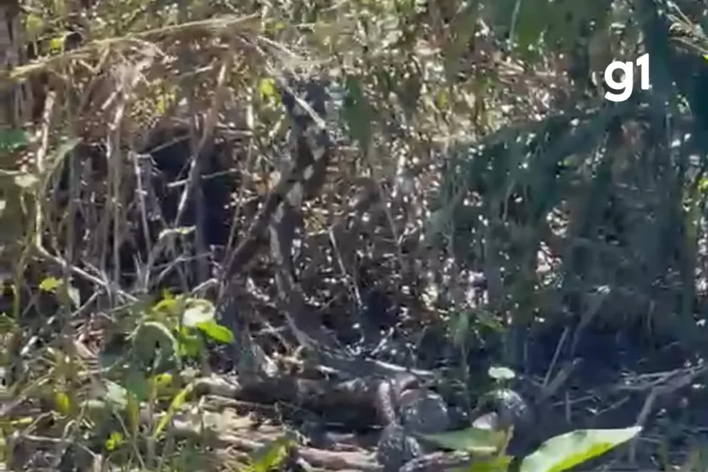 Disputa reprodutiva de cobras caninana é registrada em área rural de Mato Grosso