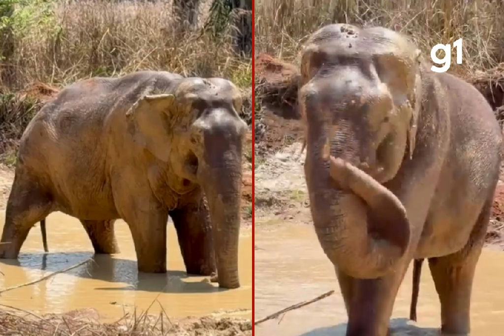 Elefante Sandro enfrenta desafios físicos em sua primeira imersão em lagoa no Mato Grosso