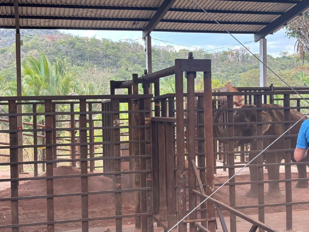 Elefante Sandro inicia adaptação com banho de terra em santuário de Mato Grosso