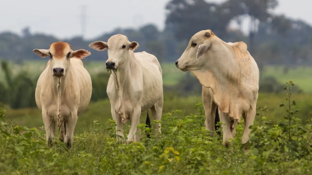 Exportações de carne de Mato Grosso recuam 11,75% após restrições chinesas