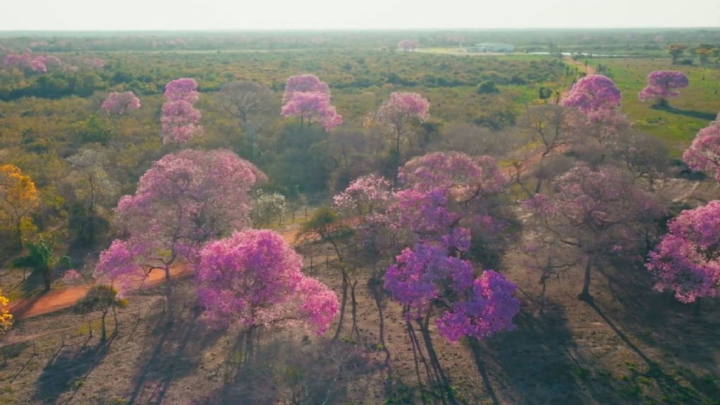 Ipês colorem o Pantanal em meio à seca extrema com umidade de deserto