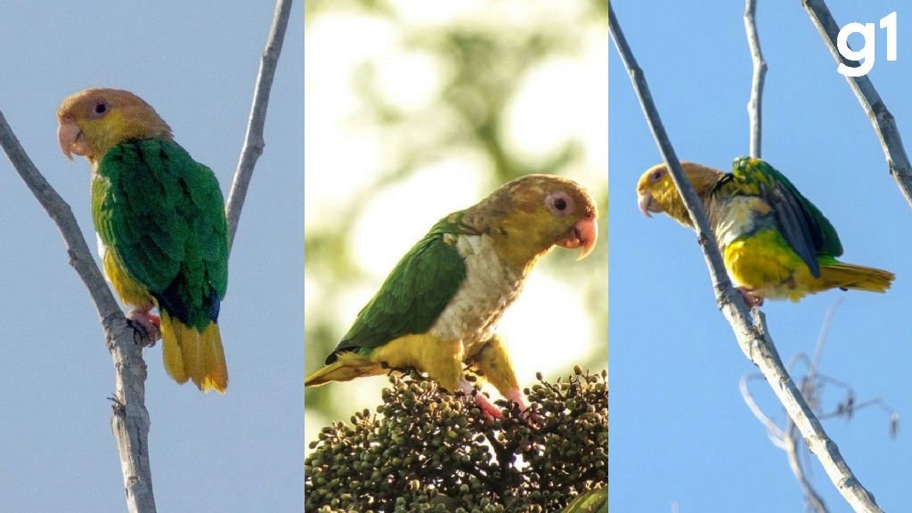 Marianinha-de-cabeça-amarela é avistada em área de preservação no Mato Grosso