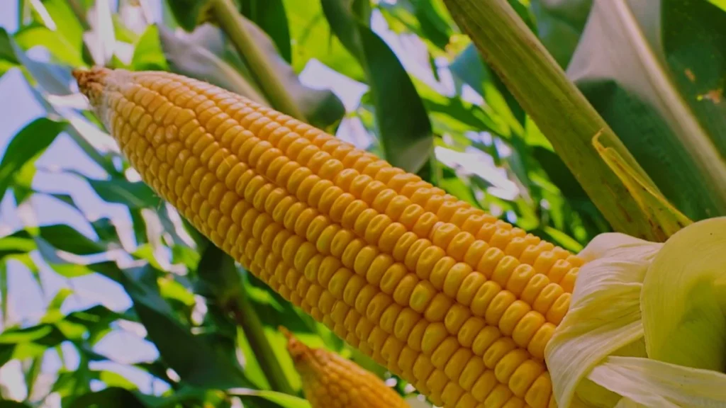 Novos híbridos de milho elevam o potencial produtivo e a rentabilidade no Cerrado