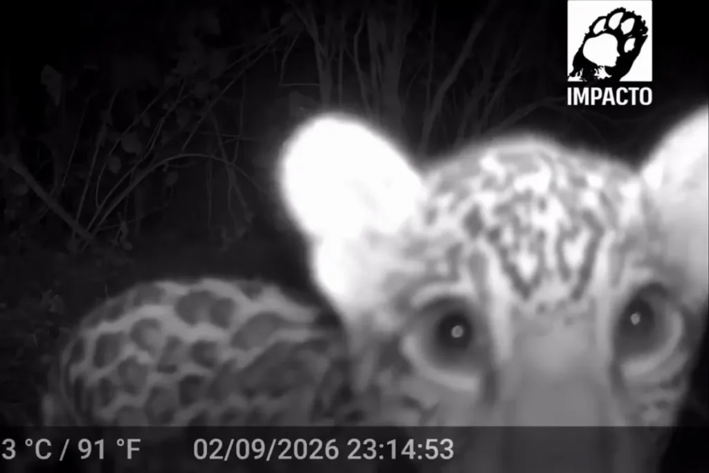 Onça-pintada filhote é flagrada por câmeras de monitoramento no Pantanal