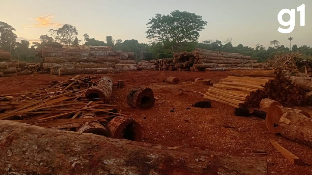Operação contra desmatamento ilegal apreende quase 3 mil toras de madeira em Mato Grosso