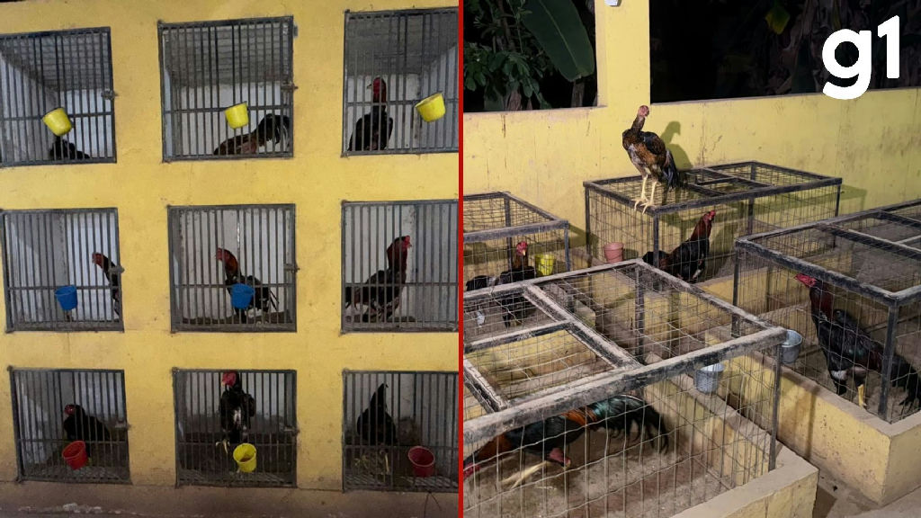 Operação fecha rinha de galos com transmissão ao vivo em Várzea Grande