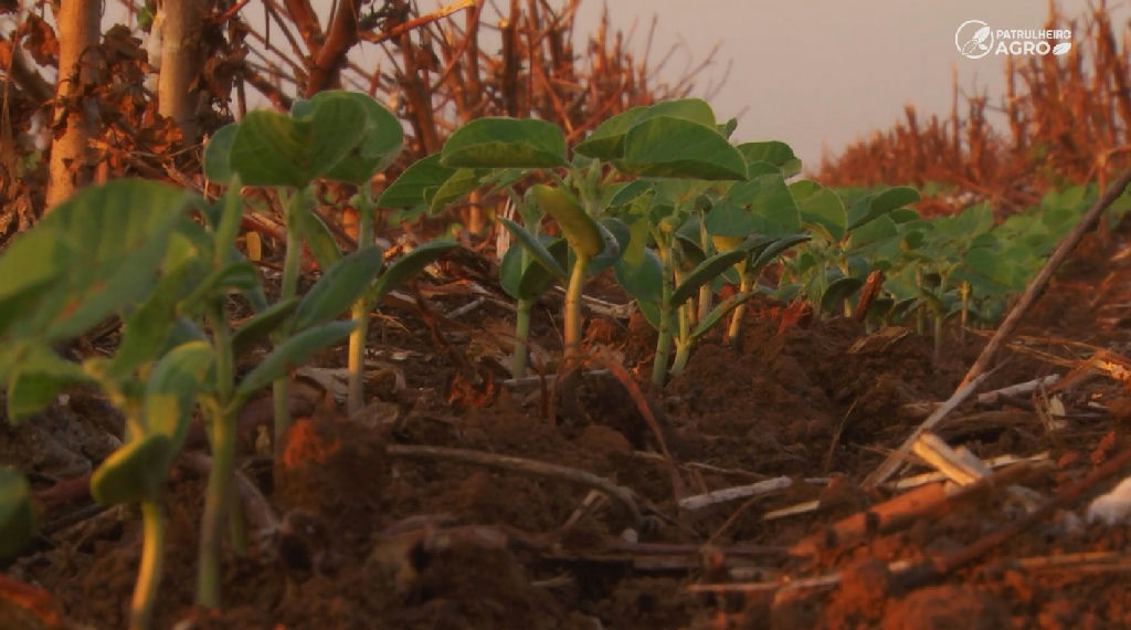Plantio da soja 26/27 avança em Mato Grosso sob cautela com clima e janela do milho