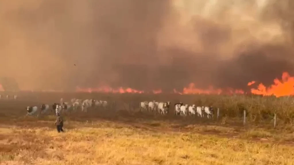 Queimadas em Mato Grosso disparam e colocam produtores rurais em estado de alerta