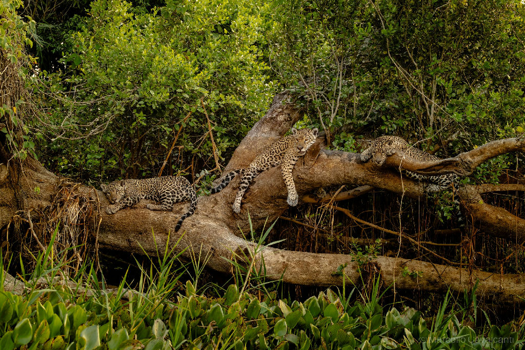 Registro raro captura onça-pintada e filhotes em momento de descanso no Pantanal